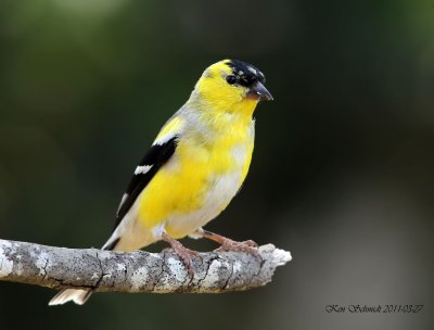 Goldfinch.,American