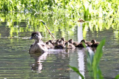 Momma (wood duck) and family