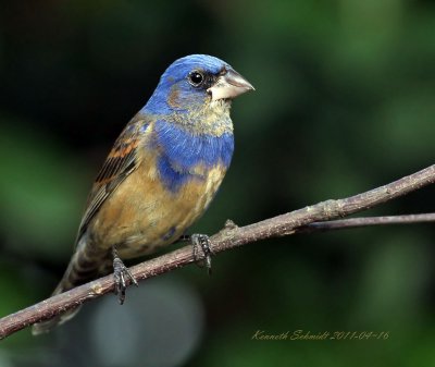 1st winter Blue Grosbeak, it arrived Dec.22 and still here as of today.