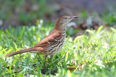 Brown Thrasher, two have been in my yard for the past two days.