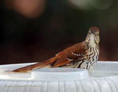 Brown Thrasher