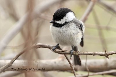 Black-capped Chickadee