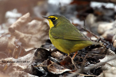 Kentucky Warbler
