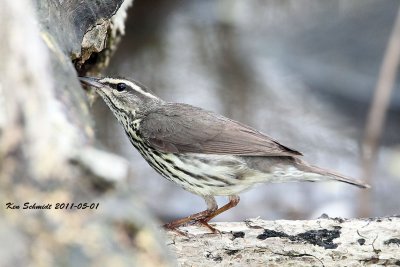Northern Waterthrush