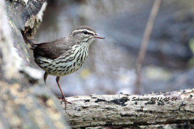 Northern Waterthrush