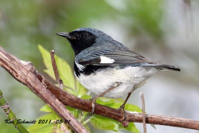 Black-throated Blue Warbler