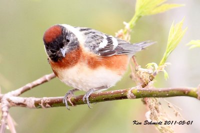 Bay-breasted Warbler