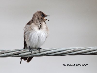  Northern Rough-winged Swallow