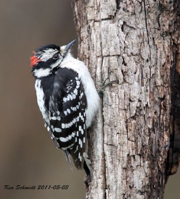 Downey Woodpecker