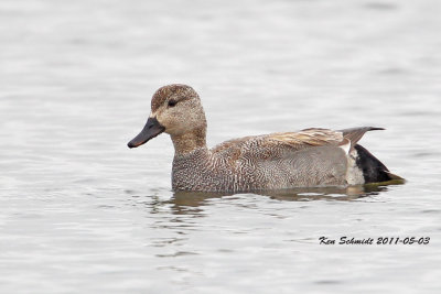 Gadwell , male