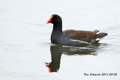 Moorhen, taken in the rain