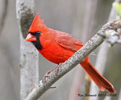 Northern Cardinal.