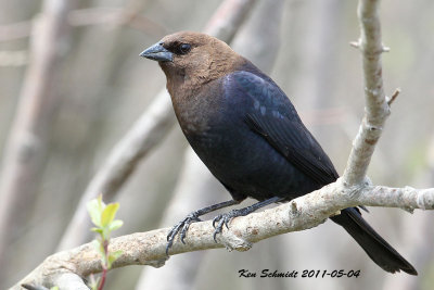 , Brown-headed Cowbird,, male