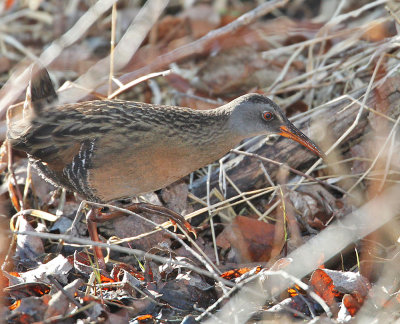 Virginia Rail