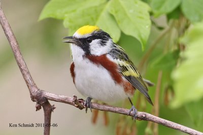 Chestnut-sided Warbler