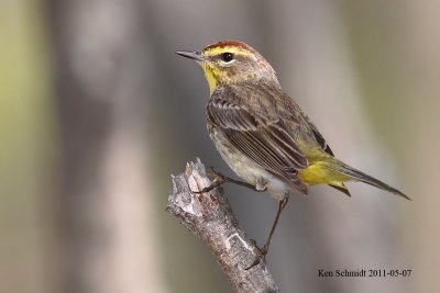 Palm Warbler