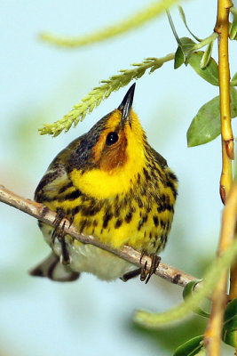 Cape May Warbler