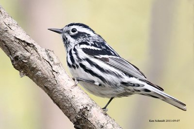 Black-and-White Warbler