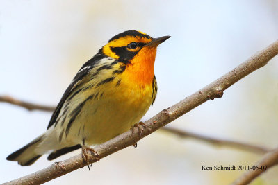 Blackburnian Warbler