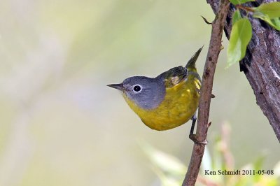 Nashville Warbler