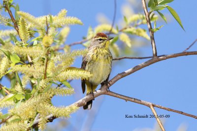 Palm Warbler