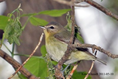 Philadelphia Vireo
