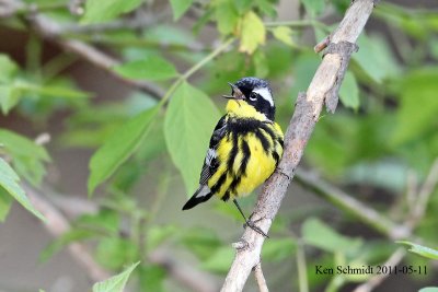 Magnolia Warbler