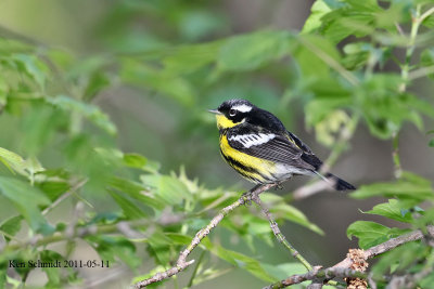 Magnolia Warbler