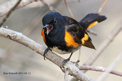 American Redstart