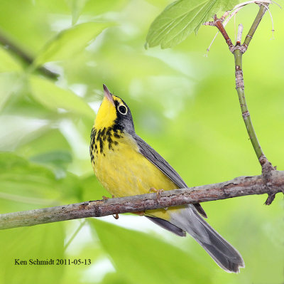Canada Warbler.