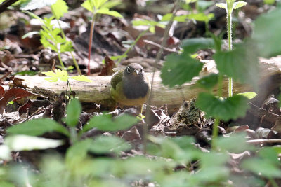 Connecticut Warble