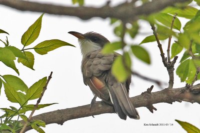 Yellow-billed Cuckoo