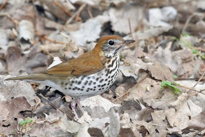 Wood Thrush