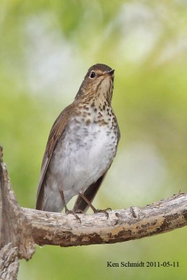 Swainsons Thrush