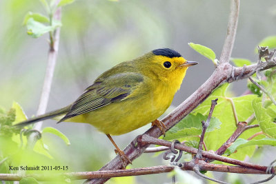 Wilsons Warble