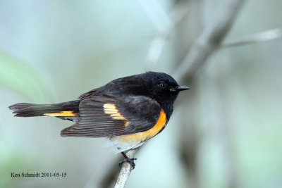 American Redstart
