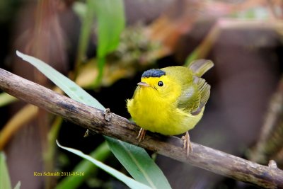 Wilsons Warbler