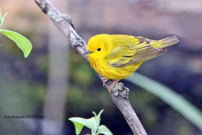 Yellow Warbler
