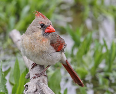 Cardinal, female