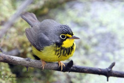 Canada Warbler