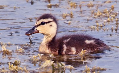  Mottled Duck,  chick