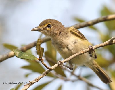  White-eyed VIreo, just hatched