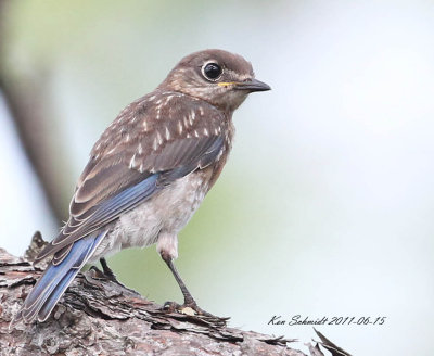  Eastern Bluebird, juvenile