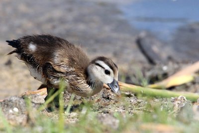 Wood Duck chick