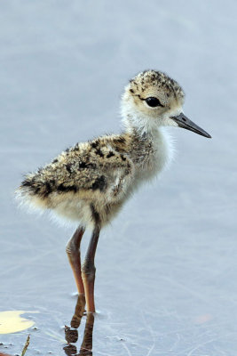 Black-necked Stilt chick