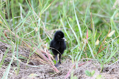 King Rail chick