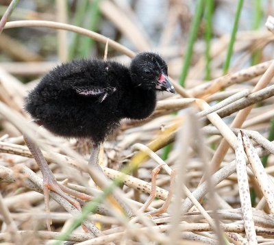  Purple Gallinule chick