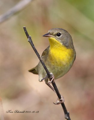 Common Yellow-throat Warbler