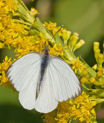 Great Southern White