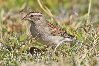  Clay-colored Sparrow